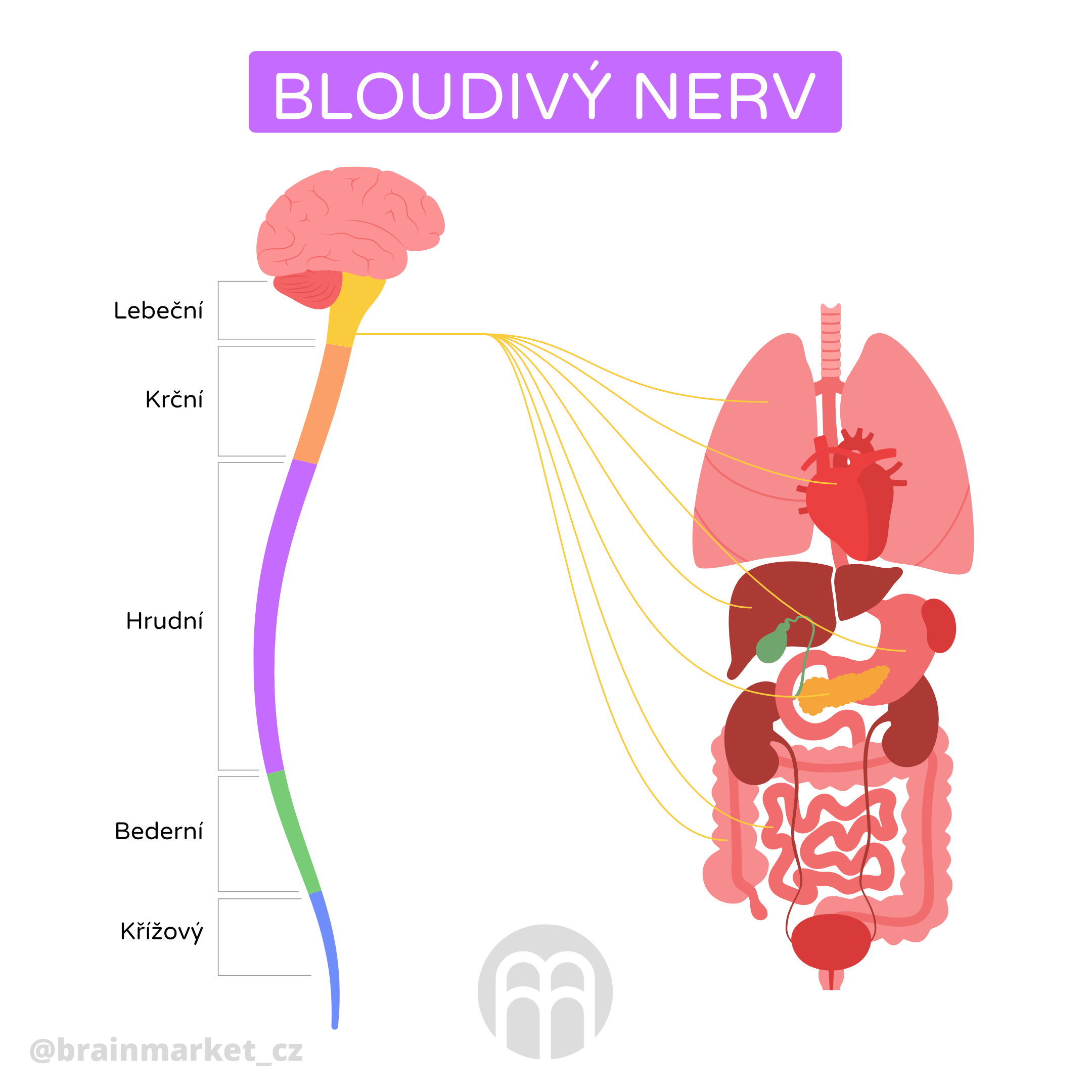 bloudivy nerv_schema_infografia_cz